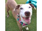 Adopt Junie Bloo a Catahoula Leopard Dog, Terrier