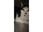Adopt Shyla a Domestic Short Hair