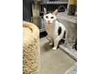 Adopt Samantha a Domestic Short Hair