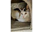 Adopt Mommie a Domestic Short Hair