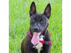 Adopt Puppy Gwen a Shepherd