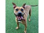 Adopt Troi a Black Mouth Cur