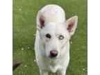 Adopt Crystal a Husky