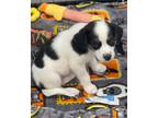 Adopt Wendy a Treeing Walker Coonhound, Hound