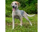 Adopt Emily a English Coonhound, Affenpinscher