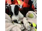Adopt Katniss a Border Collie
