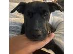 Adopt Rue a Border Collie