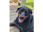 Adopt Frannie a Rottweiler