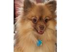Adopt BAILEY - BAI BAI a Pomeranian