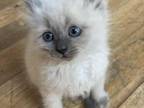 Siberian Neva Masquerade Kittens