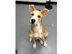 Adopt Oakley a Australian Shepherd, Collie