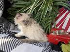 Munchkin Kitties
