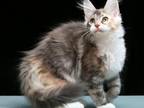 W'Rita Maine Coon Female Blue Tortie Silver Tabby