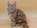Vincent Maine Coon Male Red