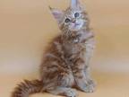 Viola Maine Coon Female Red Tabby