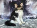 Tokarev Maine Coon Male Black Ticked Tabby Bicolo