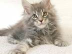 Floyd Maine Coon Male Blue Tabby