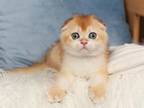 Maximus Scottish Fold Male Black Golden Chinchill