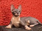 Vegas Donskoy Sphynx Male Black Bicolour