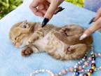 Simba Scottish Fold Male Cinnamon Tabby