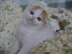 Gyles Scottish Fold Female Red Tabby Van