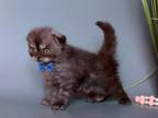 Raffy Scottish Fold Male Black Smoke