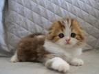 Stephanie Scottish Fold Female Chocolate Tabby Bi
