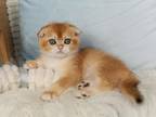 Moxie Scottish Fold Female Black Golden Chinchill
