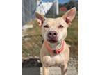 Adopt Nala a American Staffordshire Terrier