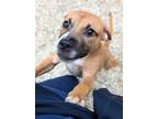 Adopt Bubbles a Pit Bull Terrier, Mixed Breed