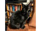 Adopt Slippery Alma a Domestic Short Hair