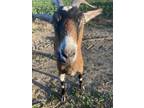 Adopt COFFEE a Goat