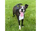 Adopt Ferris a American Staffordshire Terrier