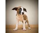 Adopt Dotty D17137 a German Shepherd Dog