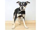 Adopt Pudgy D17014 a Australian Kelpie, Mixed Breed