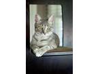 Adopt Tabitha a Tabby, Domestic Short Hair