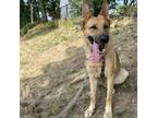 Adopt Nova FKA Frankie (In Foster) a Shepherd