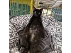Adopt Gamora a Domestic Short Hair