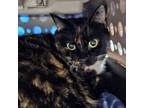 Adopt Joely a Domestic Short Hair