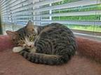 Adopt Choctaw a Tabby, Domestic Medium Hair