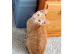 Adopt Cheyenne a Tabby, Domestic Short Hair