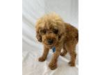 Adopt Katniss a Miniature Poodle
