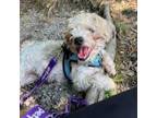Adopt Halia a Shih Tzu, Poodle