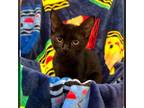 Adopt Baby a Domestic Short Hair
