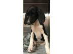 Adopt Iris a Hound, Mixed Breed