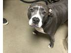 Adopt Gracie a Pit Bull Terrier, Mixed Breed