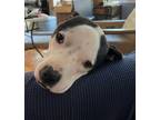 Adopt Zuri a American Staffordshire Terrier, Mixed Breed