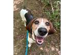 Adopt Daisy a Foxhound