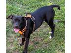 Adopt Minnie a Pit Bull Terrier