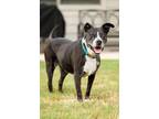 Adopt Tangier a Staffordshire Bull Terrier, Pit Bull Terrier